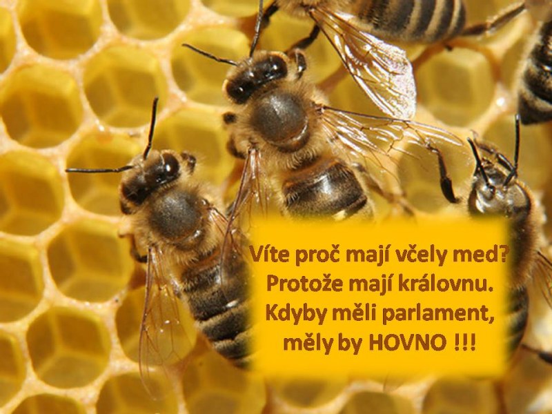 zpt