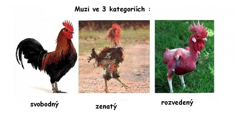 zpt